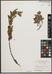 Foto von Salix waldsteiniana Willd.